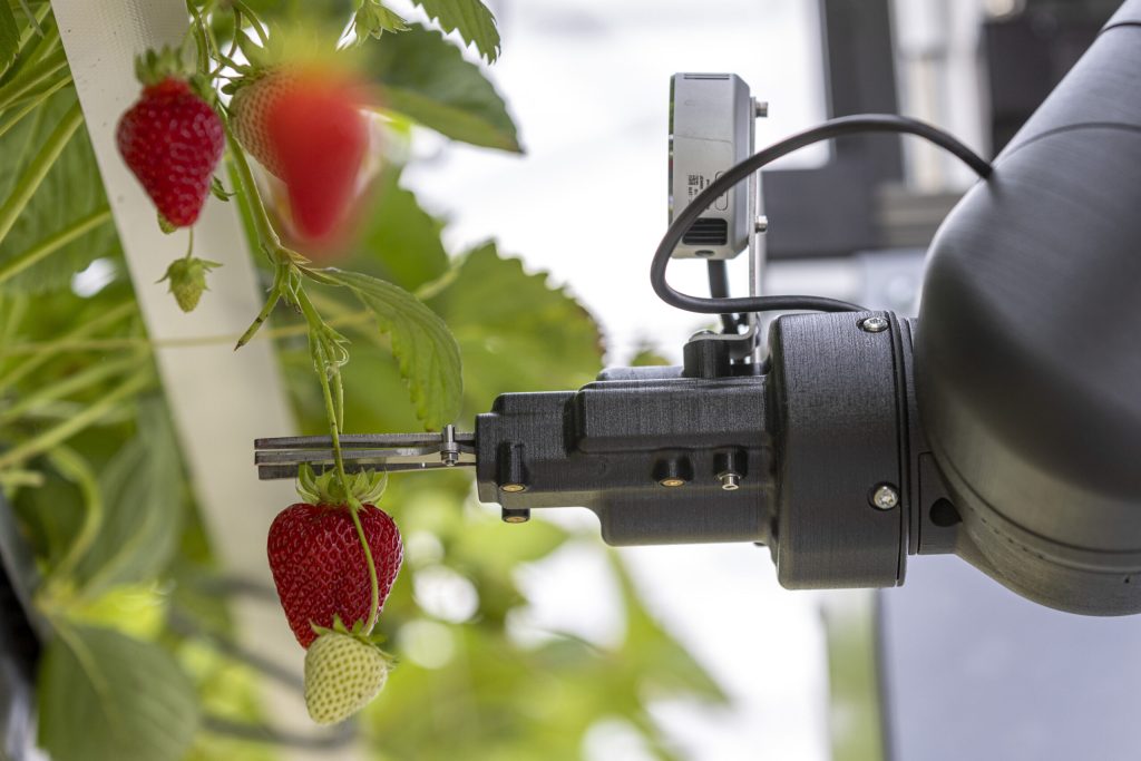 Der Erdbeerernteroboter von Elmo und IAV schneidet die Frucht am Stiel ab, greift sie und legt sie in den Palettierer. Bild: Elmo Motion Control GmbH