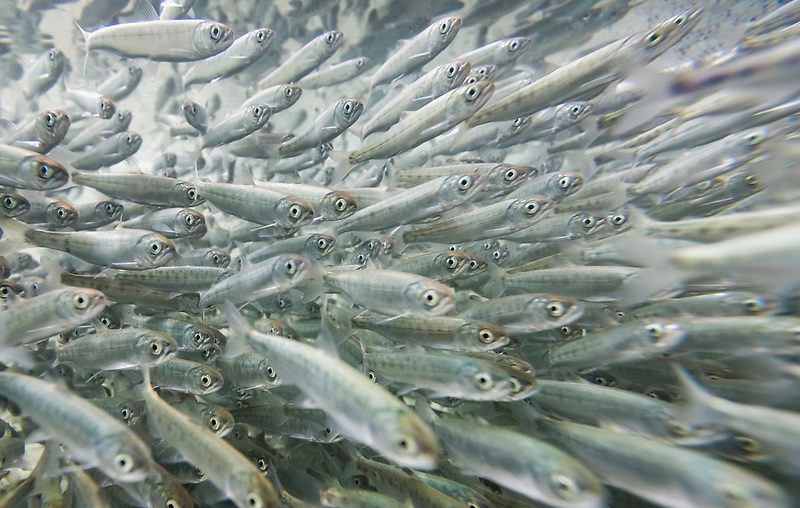 Bildverarbeitung bei der Fischzucht