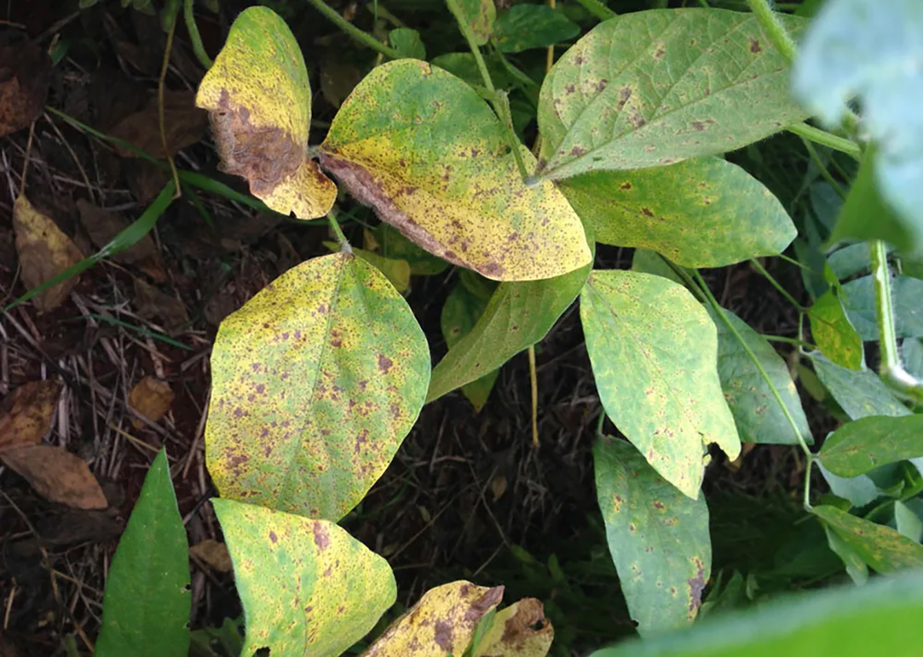 Plant Disease Detection in Agriculture with AI Vision