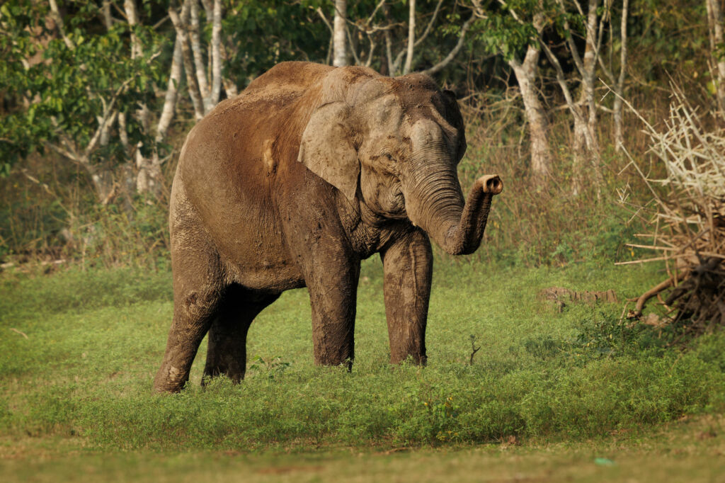 Asian Elephant Elephas maximus in the indian forest also called Asiatic elephant only living species of the Elephas distributed from India to Nepal to Sumatra and to Borneo in the east