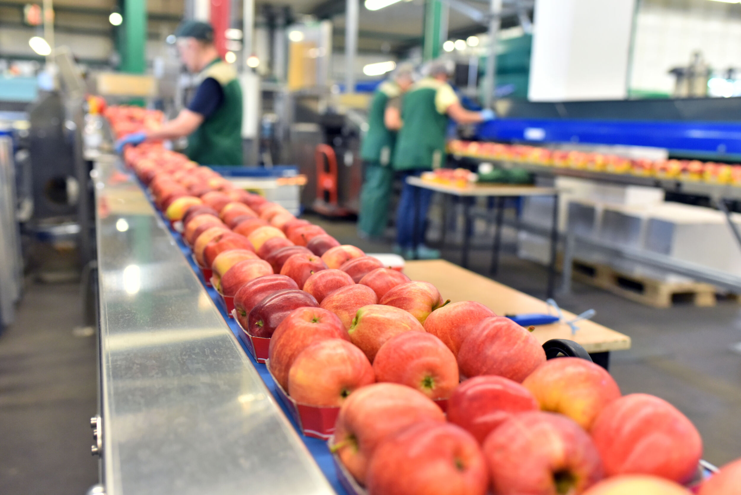 Aepfel auf dem Fliessband in einer Lebensmittelfabrik zum Versand und einpacken Closeup mit Arbeitern im Hintergrund Apples on the assembly line in a food factory for shipping and packing