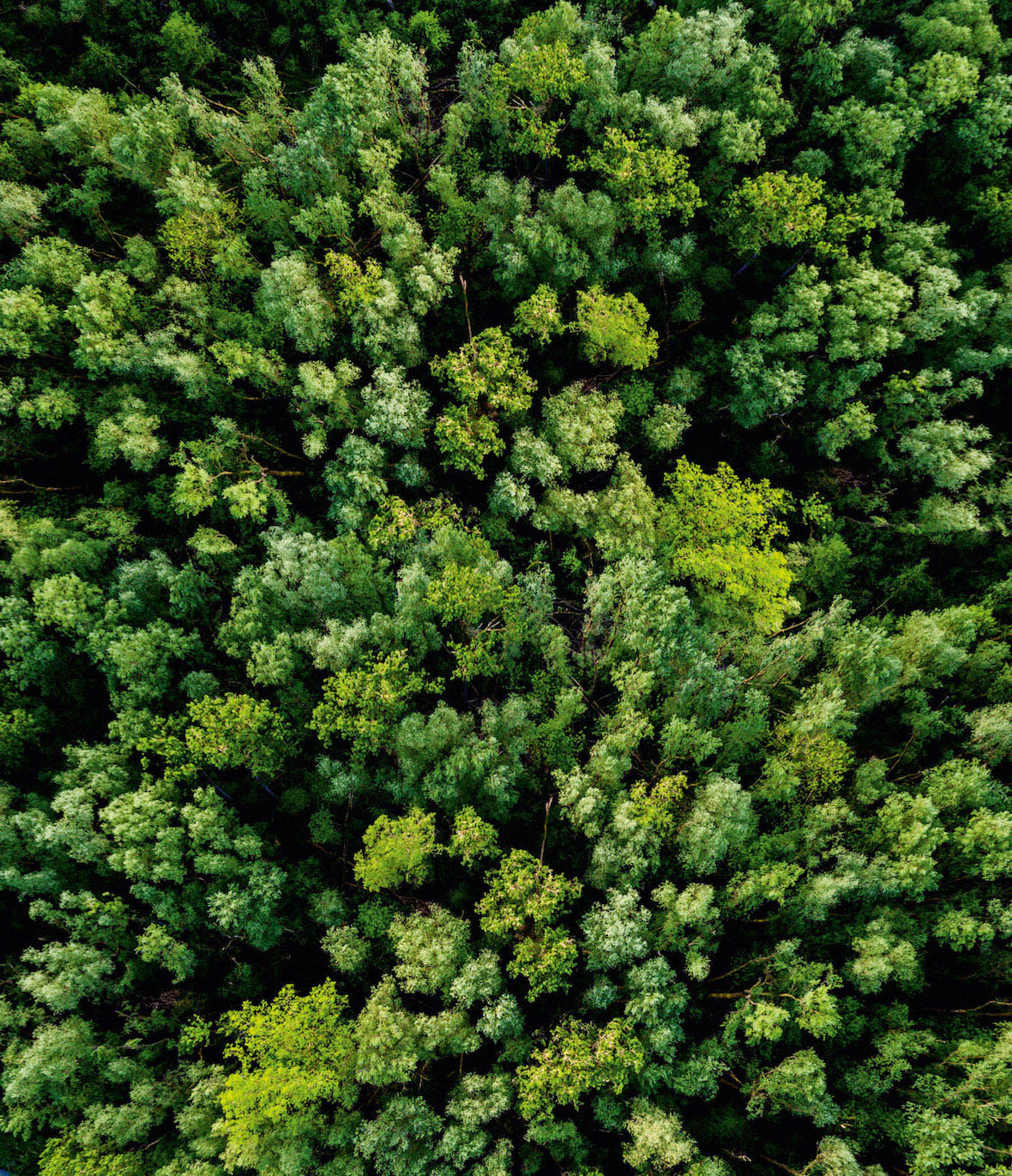 Klimaschutz Holzindustrie: Pfleiderer zertifiziert Aerial view of a lush green forest or woodland