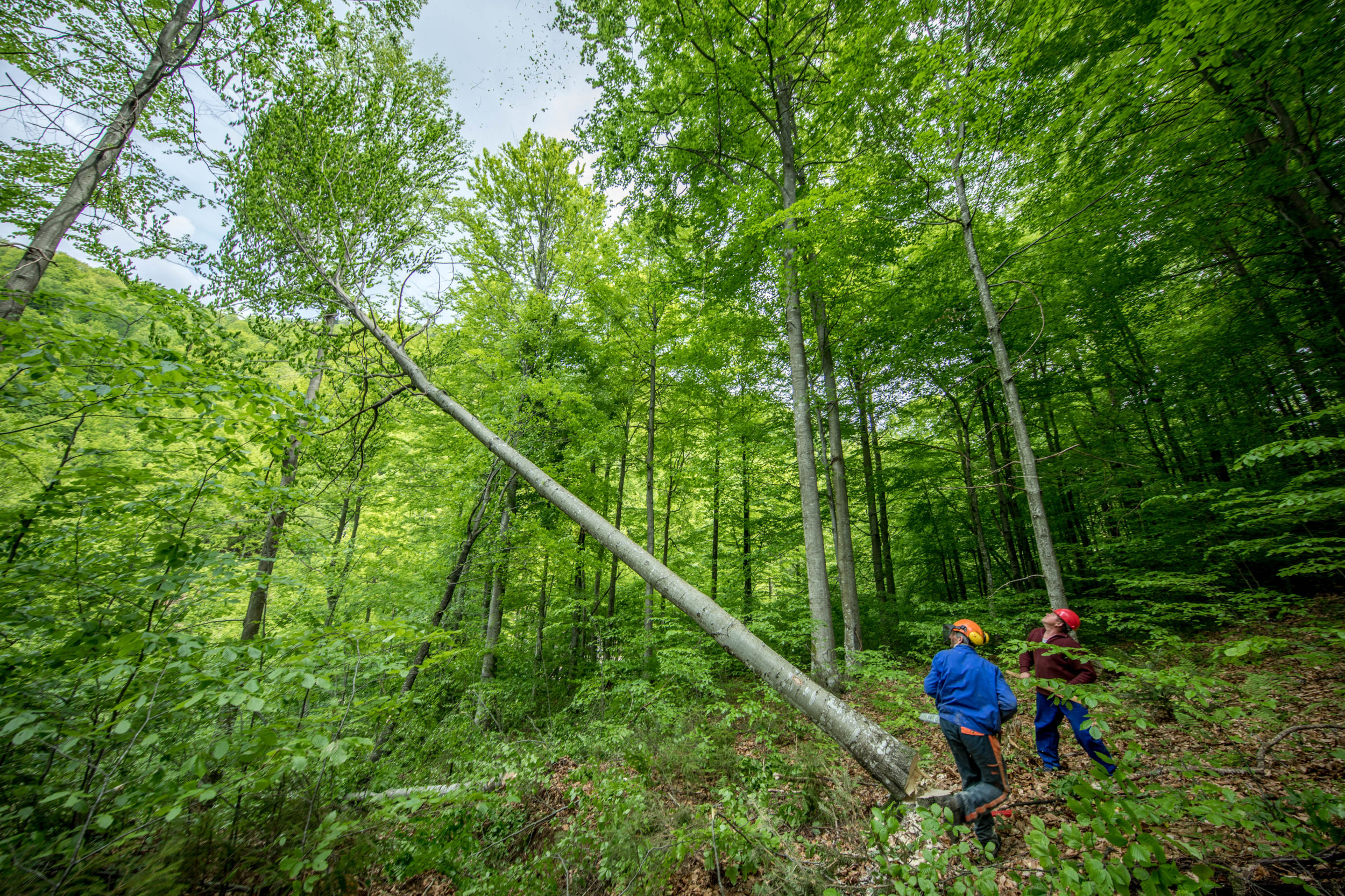 Workers from the Stri?mbu-Ba?iut? Forest Management Unit harvesting FSC-certified beech trees. Maramures, Romania. WWF and IKEA Partnership Photo Stories with James Morgan of old growth and FSC working forest in Maramures, Romania.