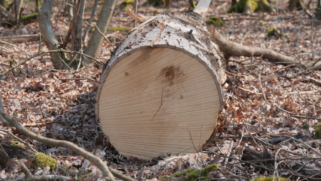 Furnier 1 Ein perfekter Furnierbaum.