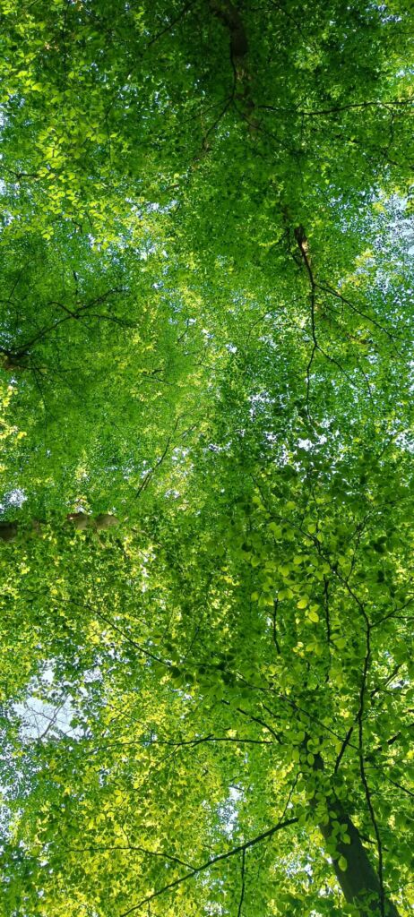 Förderung für den Waldumbau begrüßt 1 IMG20230527172959