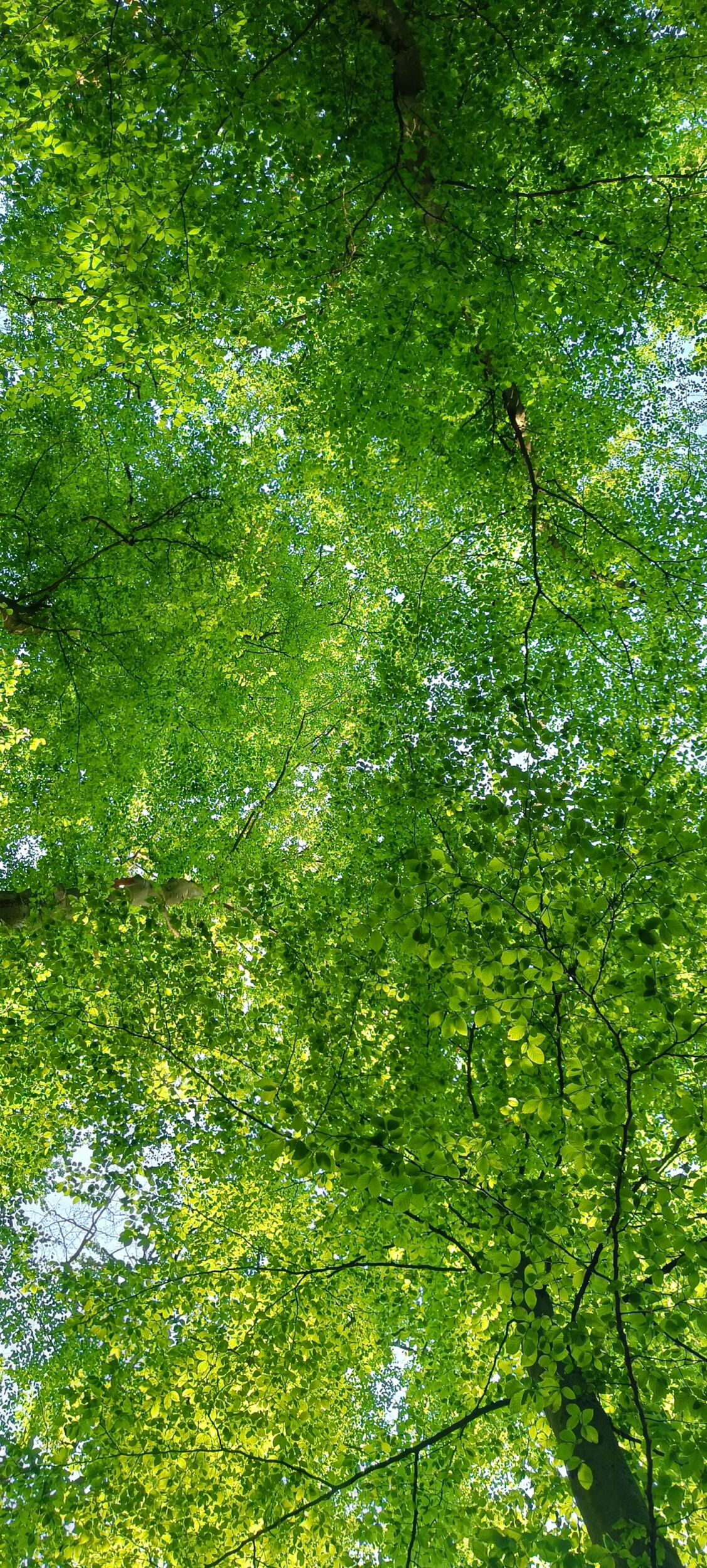 Förderung für den Waldumbau begrüßt