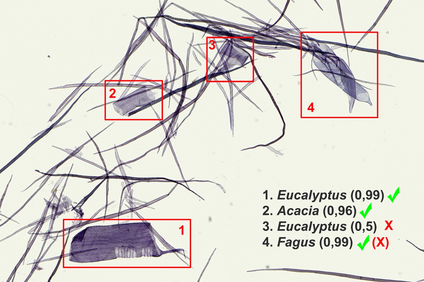 KI bestimmt Holzarten