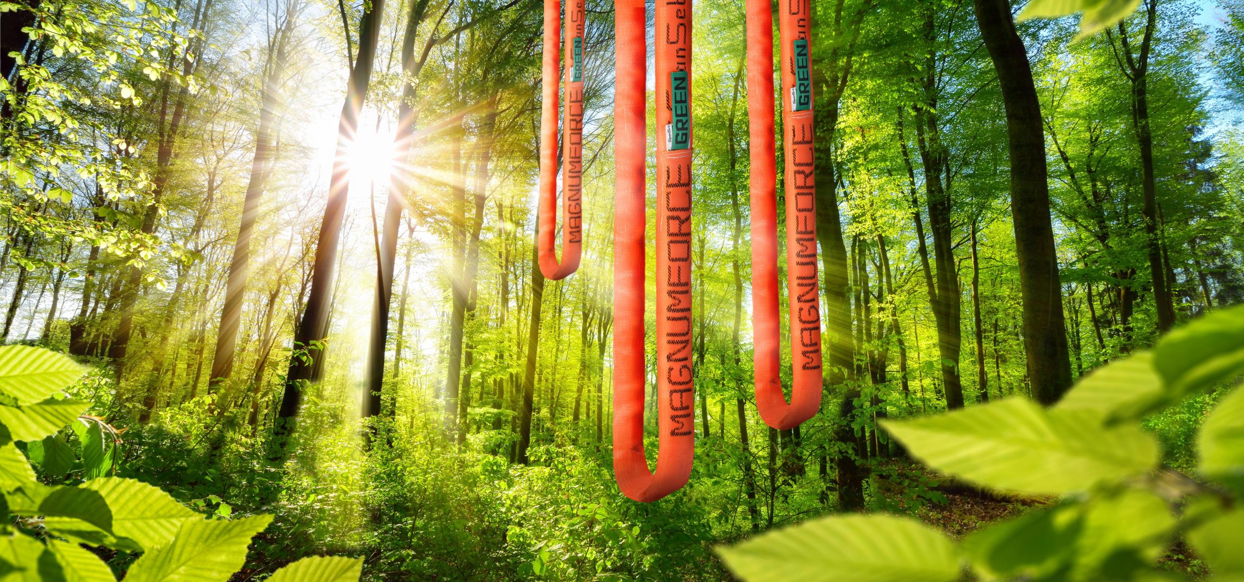 Sonnenbeschienene Laubbaeume im Wald