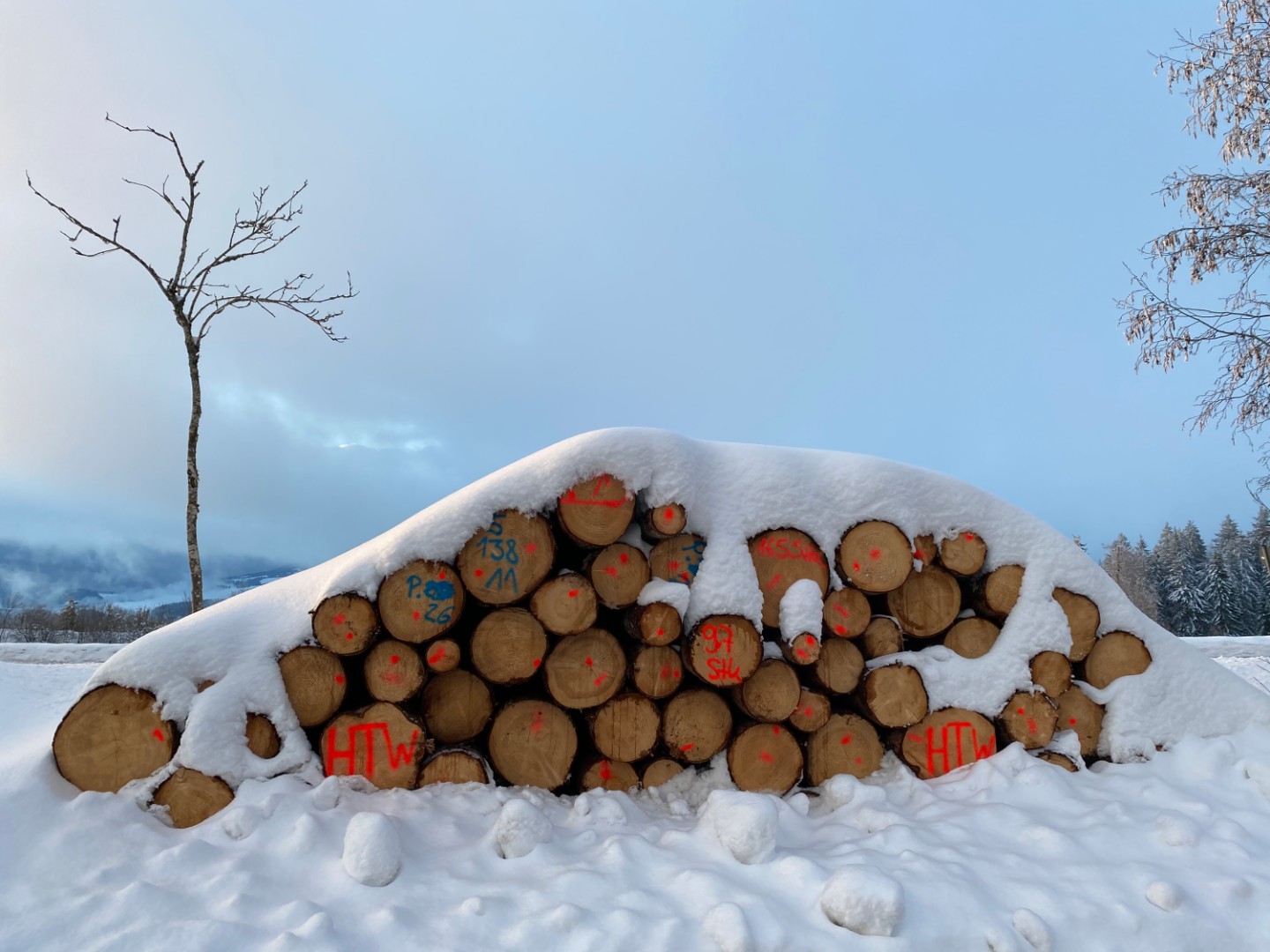 Identify Tree Trunks without Marking