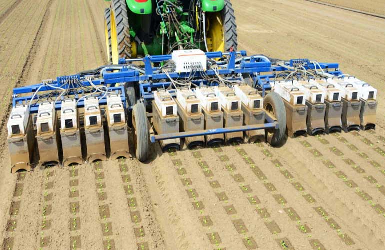 web 134241 blue river lettuce thinner770