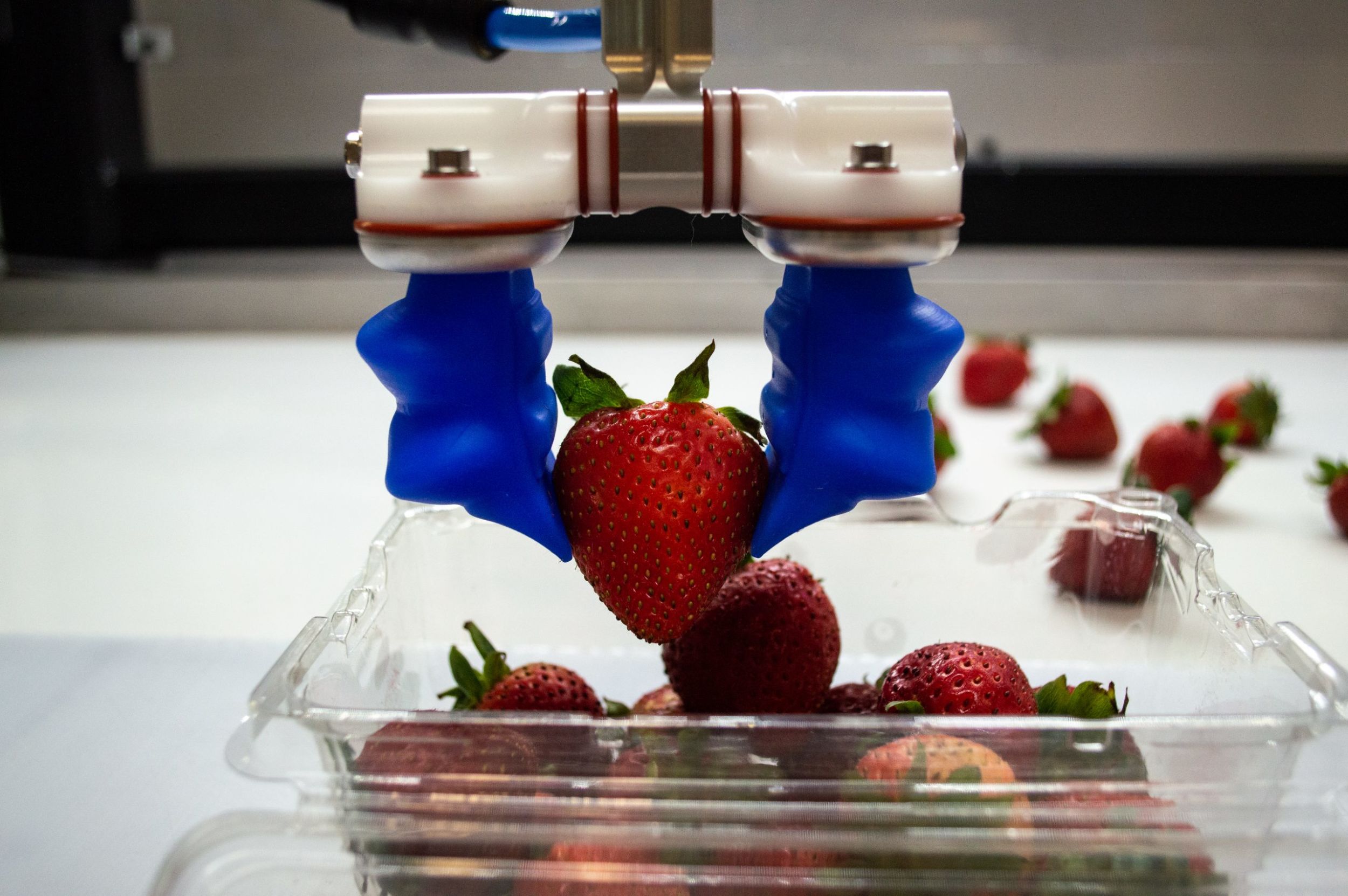 Flexible Greifer für verpackte Produkte 10 web 185228 mgrip strawberry2 scaled