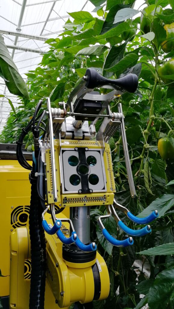 Ernteroboter erkennt und erntet reife Paprika 4 sdr 1