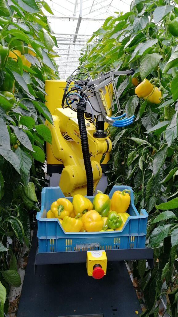 Ernteroboter erkennt und erntet reife Paprika 1 Der Sweet Pepper Robot, kurz Sweeper, besteht aus einem Werkzeug zum Schneiden und Fangen der Paprika, einer kombinierten Farb- und 3D-Kamera, einem industriellen Roboterarm mit sechs Freiheitsgraden, diversen Computern und Elektronik.