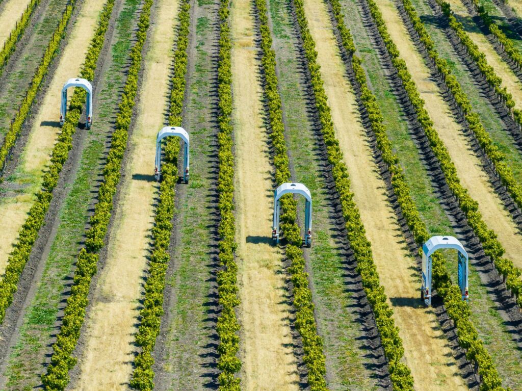 Im Kampf gegen den Mehltau 1 Saga Robotics Thorvalds at San Juan Ranch in Shandon. Photo credit Frank J. Kehl Jr 2 s