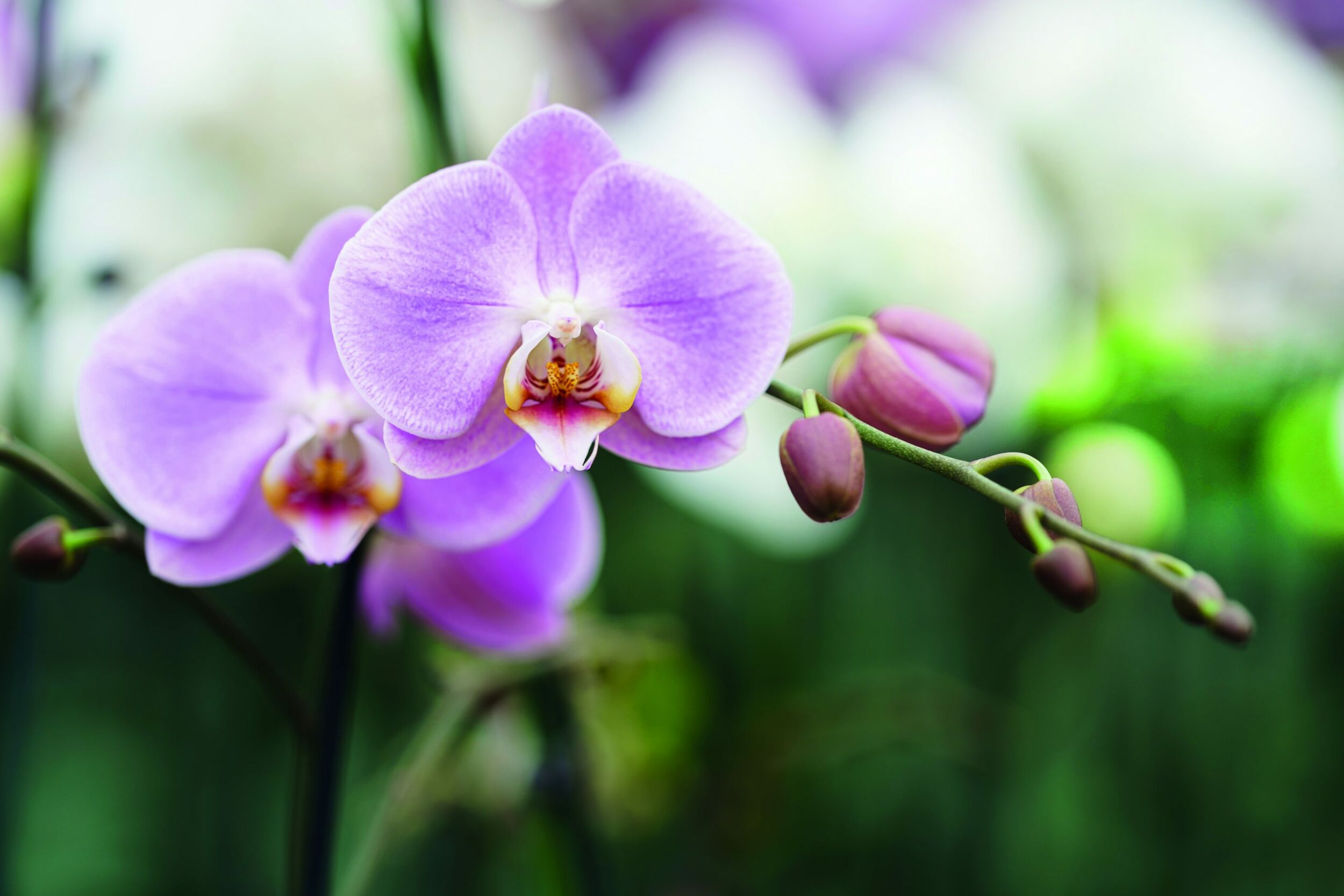 Orchideen klonen in Großserie