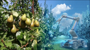 Forschungsprojekt treibt Digitalisierung im Obstbau voran 4 Birnen Roboter