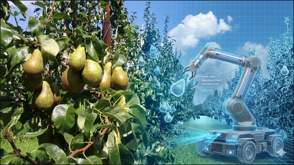 Forschungsprojekt treibt Digitalisierung im Obstbau voran 2 Birnen Roboter