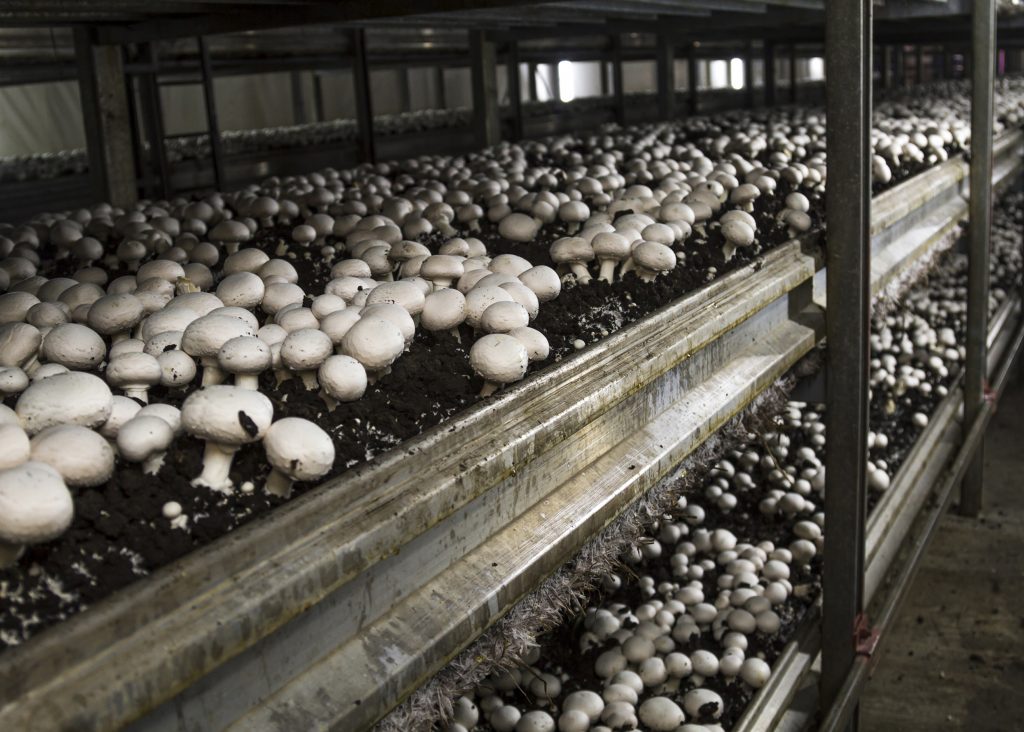 Energieeffizienz für die Pilzfarm 1 Antriebs- und Steuerungstechnik von Mitsubishi Electric sorgen bei der Produktion von Pilzen für Energieeinsparung und mehr Zuverlässigkeit.