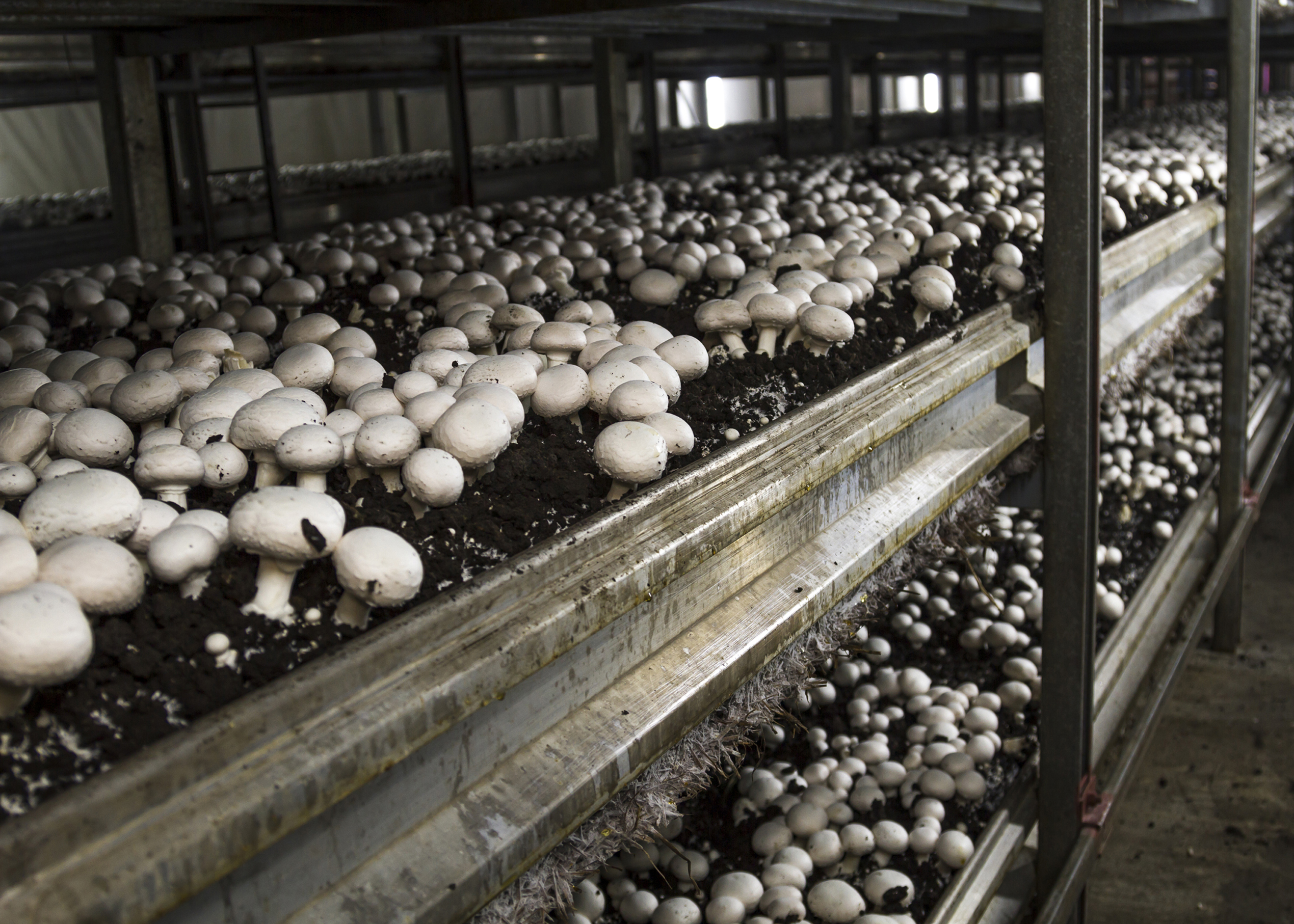 Energieeffizienz für die Pilzfarm 2 Energieeffizienz für die Pilzfarm