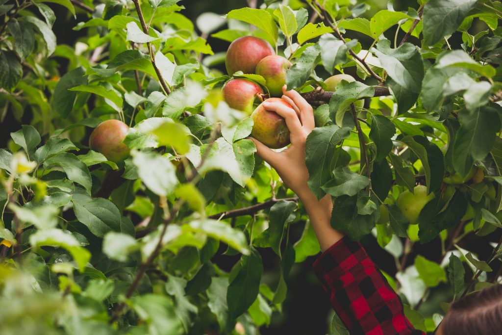 Kleine Erntehelfer 1 Toned closeup photo of hand reaching for apple growing on top of tree in orchard