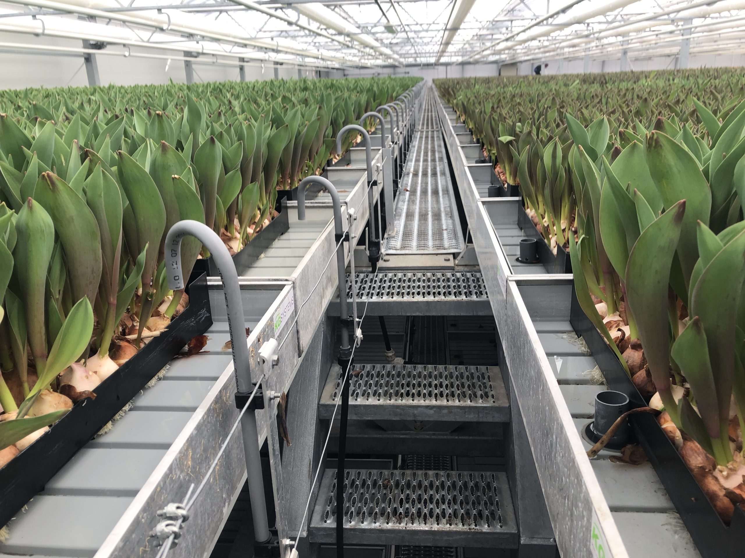 Effizienz für Blumenzwiebeln 8 Effizienz für Blumenzwiebeln