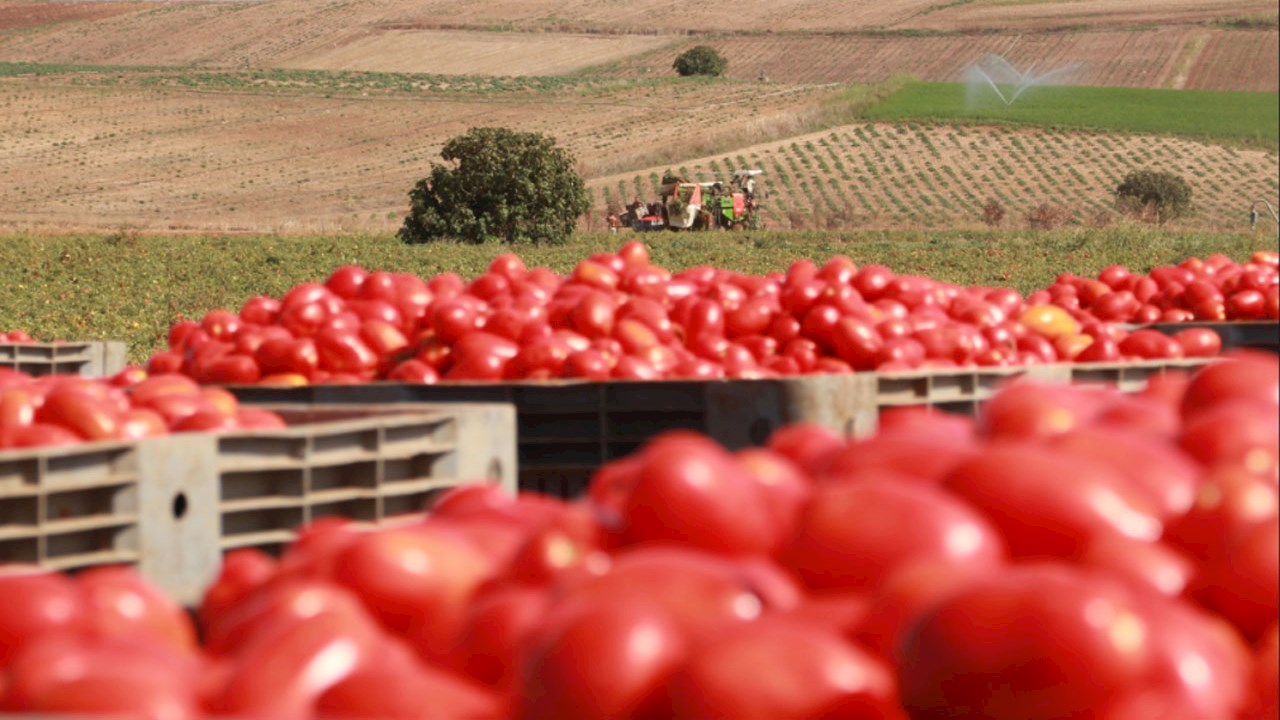 Effizienzsteigerung bei der Tomatenverarbeitung