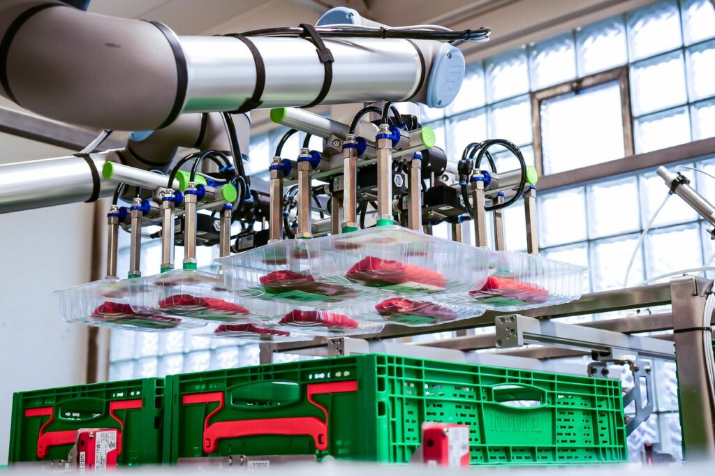 Die automatische Greiferlösung schafft 96 Picks pro Minute. Dadurch erhöhte der Fleischverarbeiter seinen Output im Vergleich zur manuellen Tätigkeit deutlich.